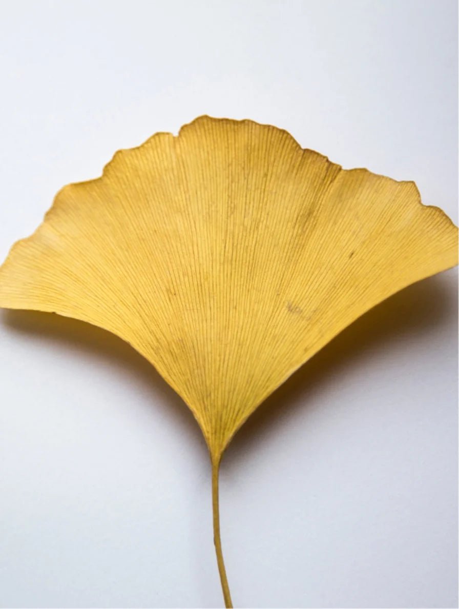 Yellow leaf ginkgo biloba leaf on a white background