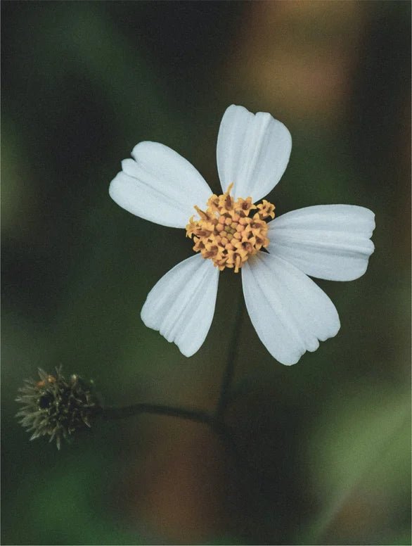 Close-up of a white flower with a blurred green background