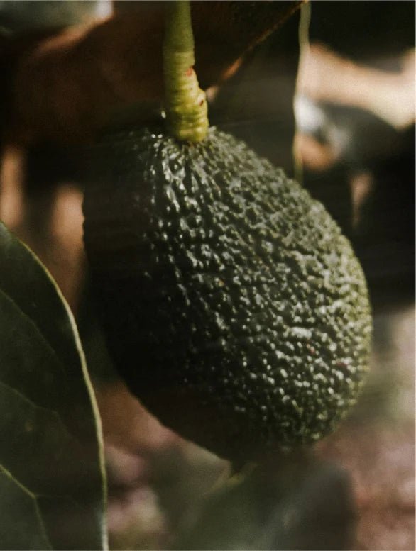 Avocado fruit hanging from a tree