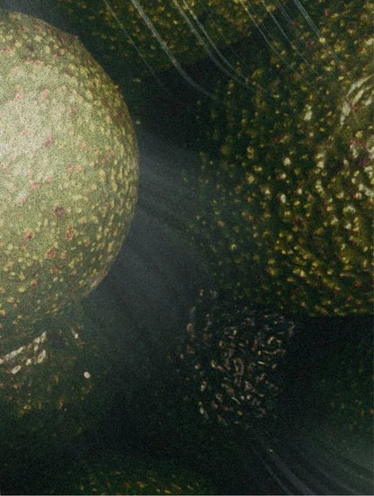 Close-up of a green avocado with a dark background