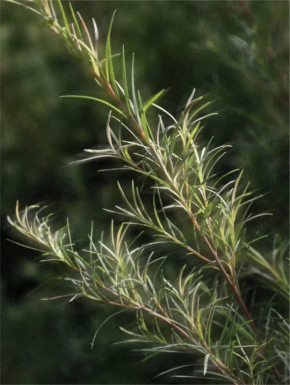 Close-up of a branch with needle-like leaves against a blurred green background