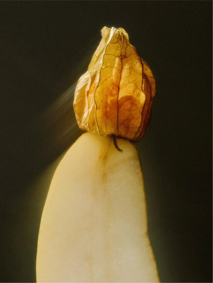 Close-up of a dried flower bud on a dark background