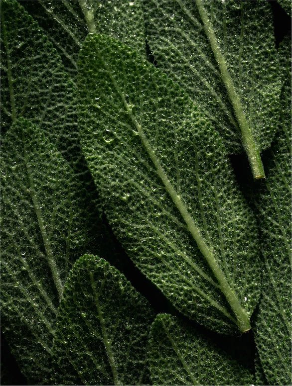 Close-up of a green leaf with detailed texture