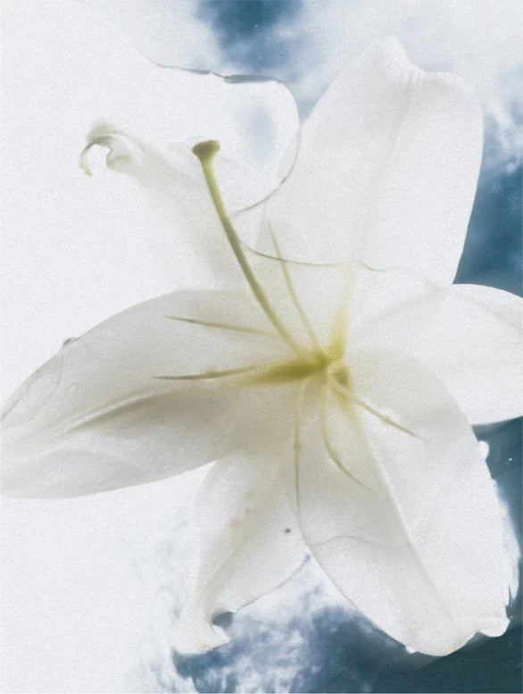 Close-up of a white flower with a blurred background